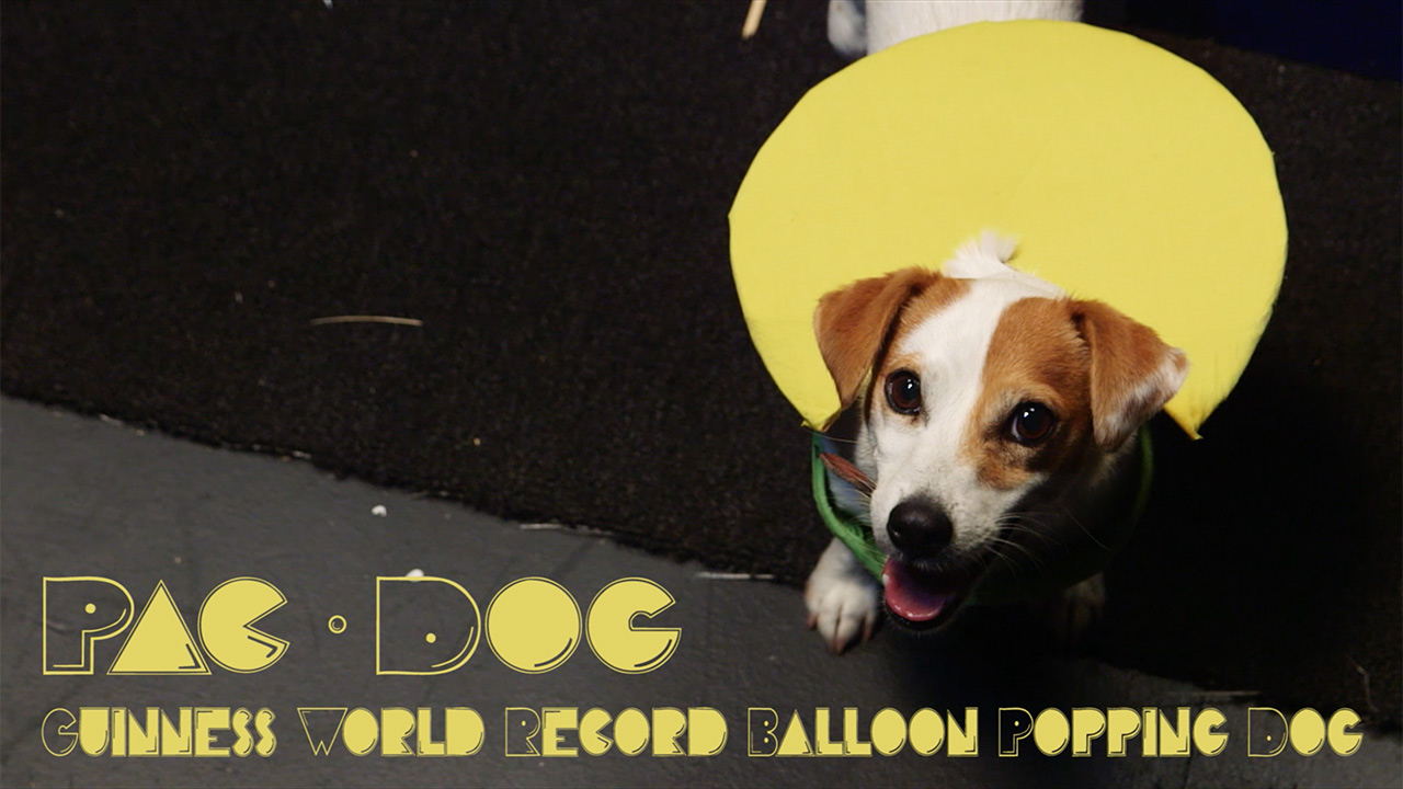 Pac-Dog project
